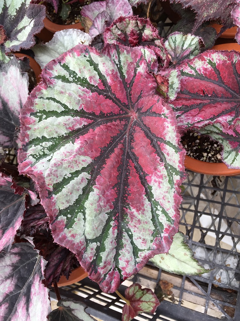 B. ‘Meotoiwa’
